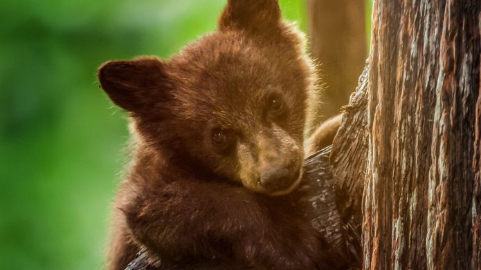 America's National Parks season 3 release date