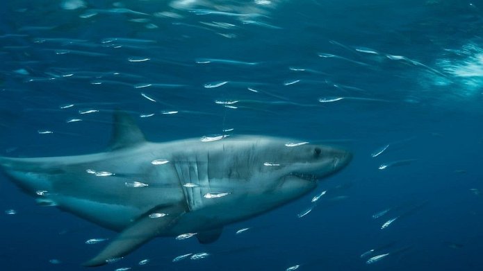 Planet Shark season 3 release date