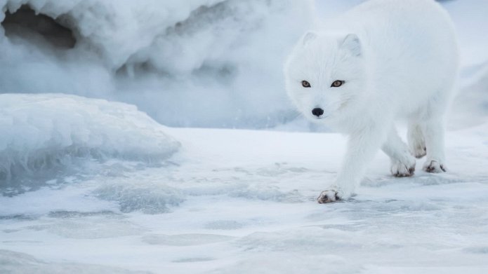 Dogs in the Wild, A Nature Miniseries season 2 release date