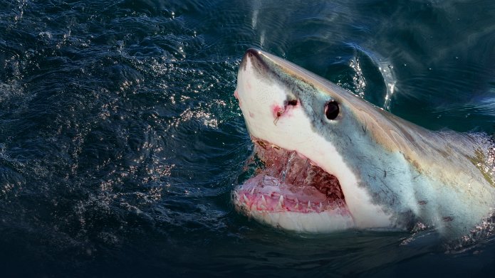 When Sharks Attack season 10 release date